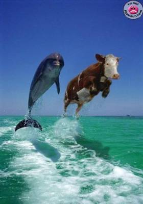 la  vache volaaaaaante hhhhhhhh